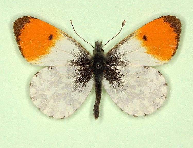 Anthocharis cardamines male (aberrant form marginata) (Internet Image property of respective owner, non-commercial use only)